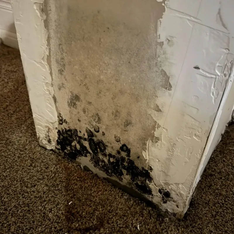 Professional Mold Removal in Tewksbury, MA